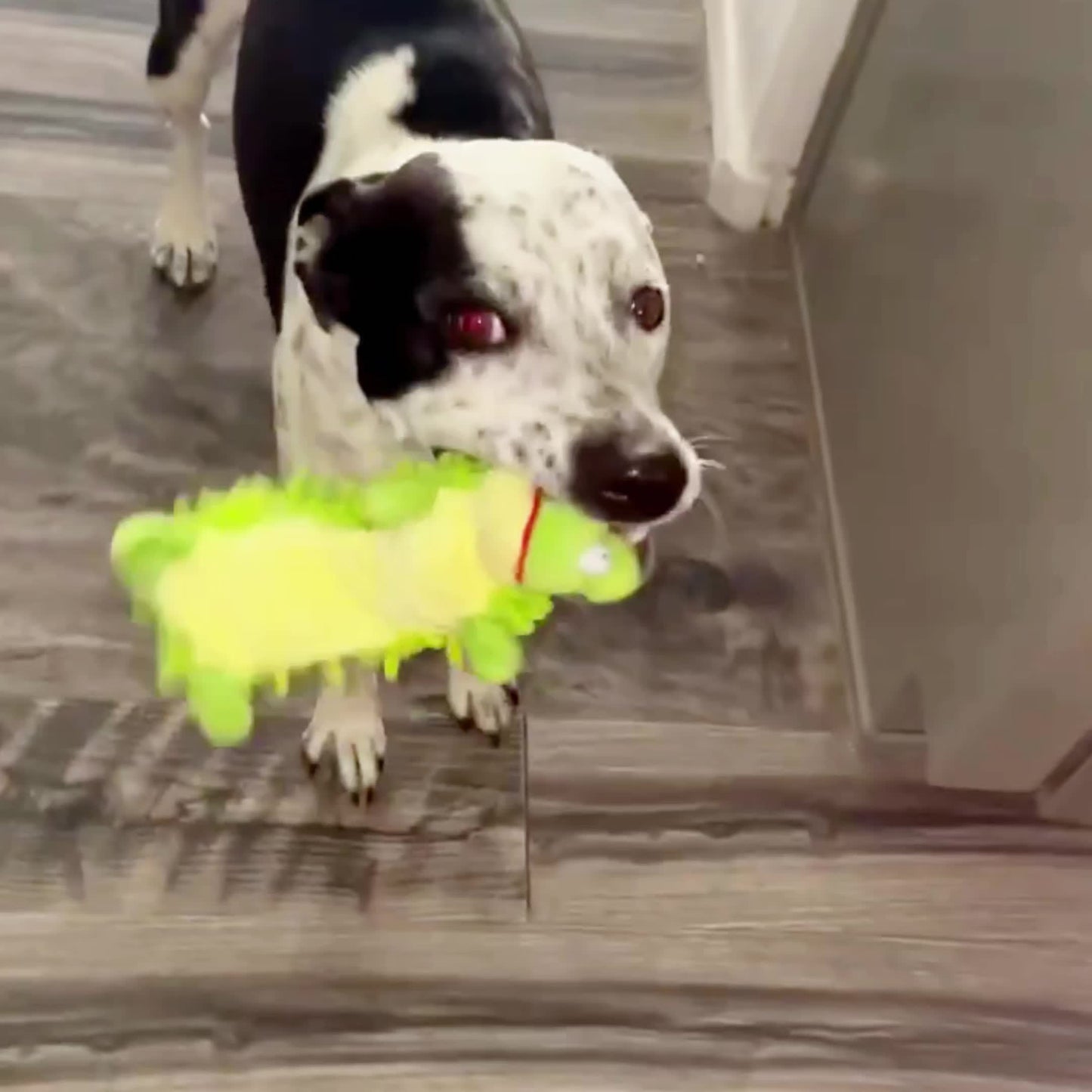 6 Pack Durable Pet Squeak Toys No Stuffing Plush Dogs Chew Toy for Small Medium Large Breed Chewers Squeaky Interactive Teething Toy Tough Puppy Supplies Best Birthday Gift for Dog Lovers