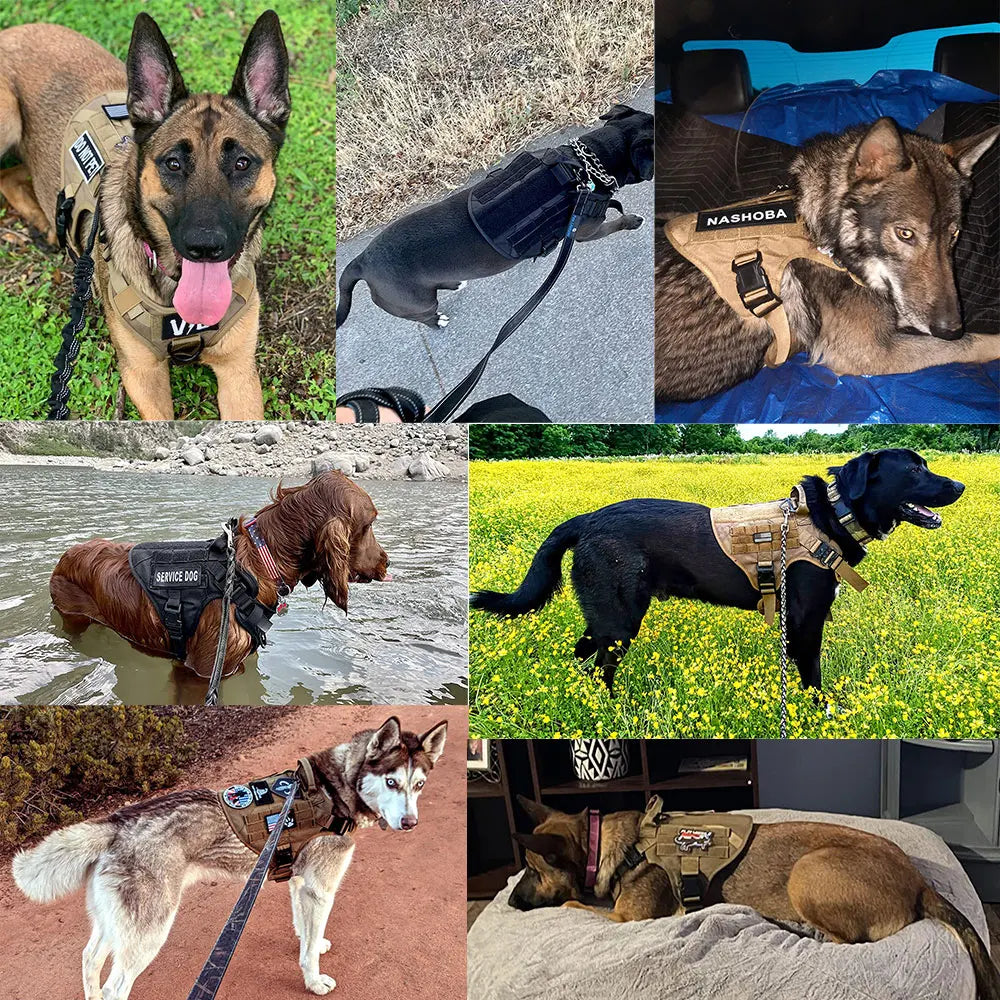 Large Dog Harness And Leash Training Walking Vest Set
