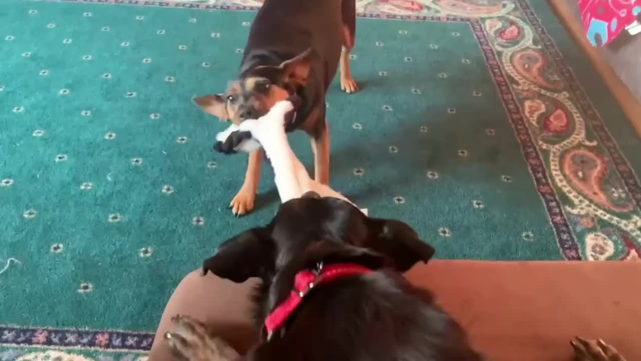 5 Pack Squeaky Dog Toys Plush Chew Toys for Large and Medium Dogs Crinkle No Stuffing Multi-Colored Doggie Toys