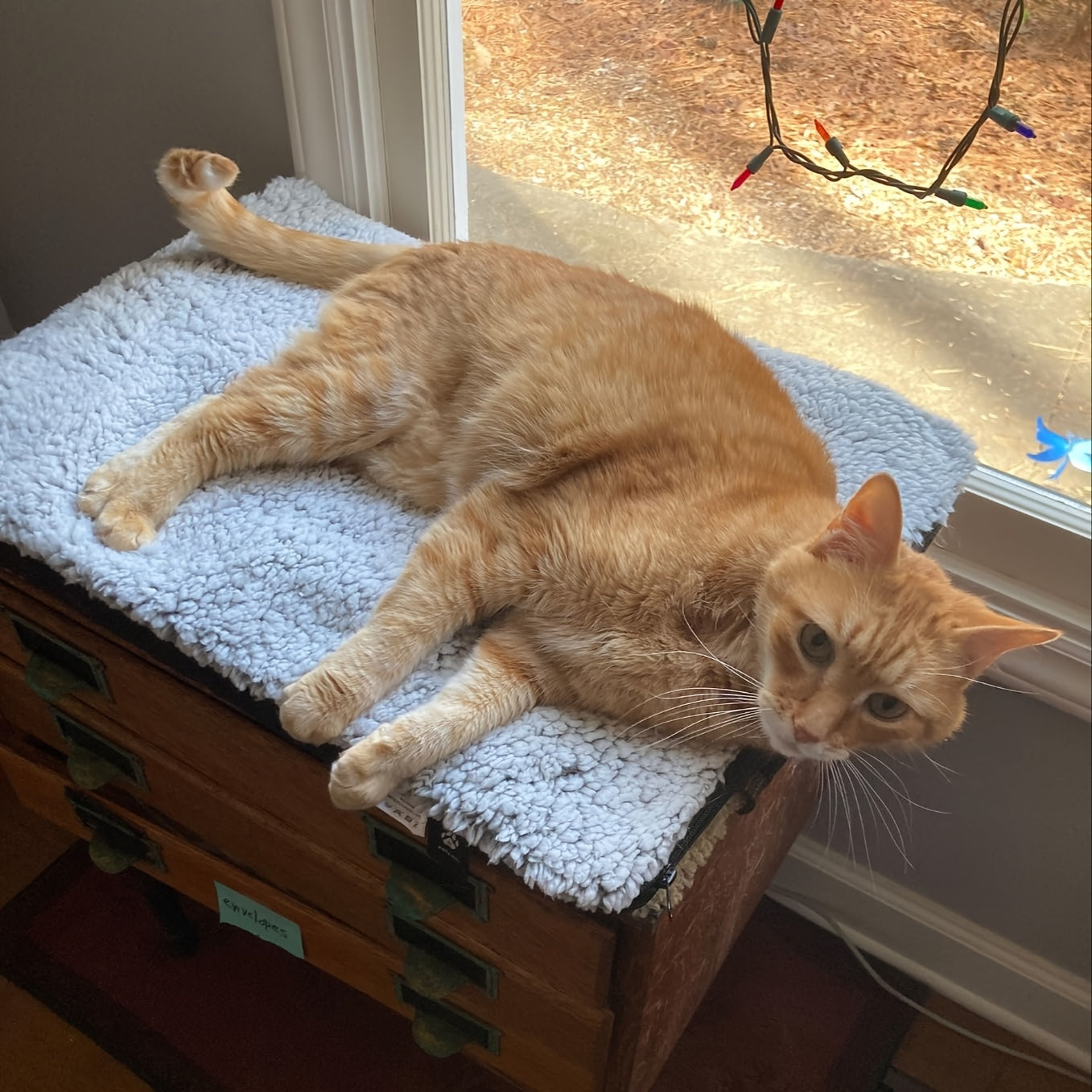 Warm Blanket for Dogs and Cats One Piece Autumn and Winter Polyester Fiber Machine Washable