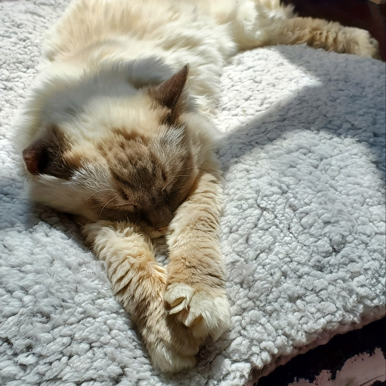 Warm Blanket for Dogs and Cats One Piece Autumn and Winter Polyester Fiber Machine Washable