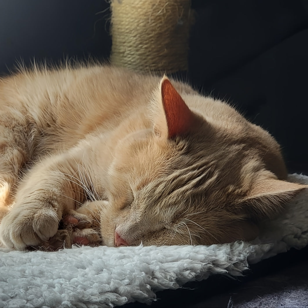 Warm Blanket for Dogs and Cats One Piece Autumn and Winter Polyester Fiber Machine Washable