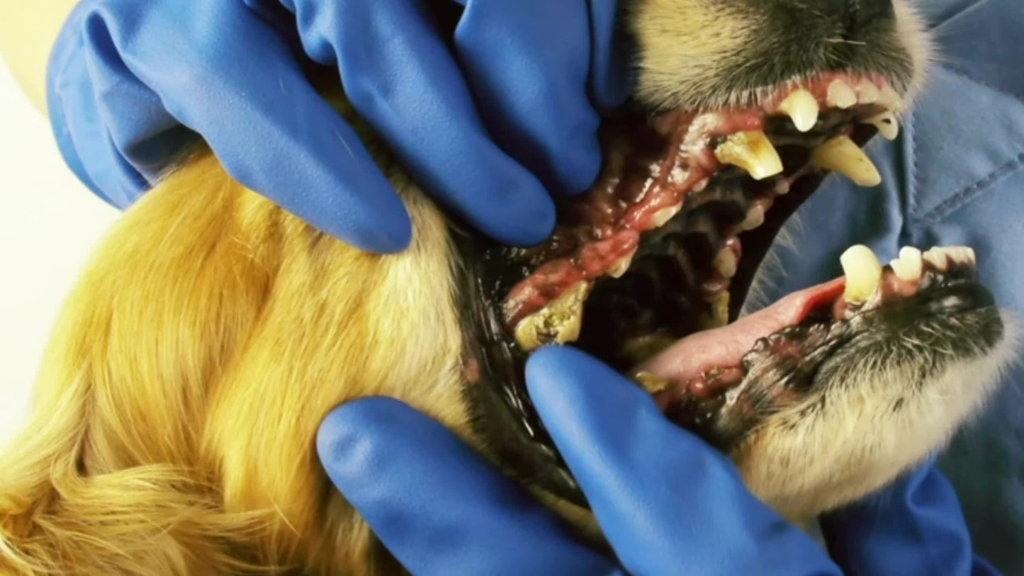 Thermoplastic Rubber Pet Teeth Grinding Stick Chew Toy